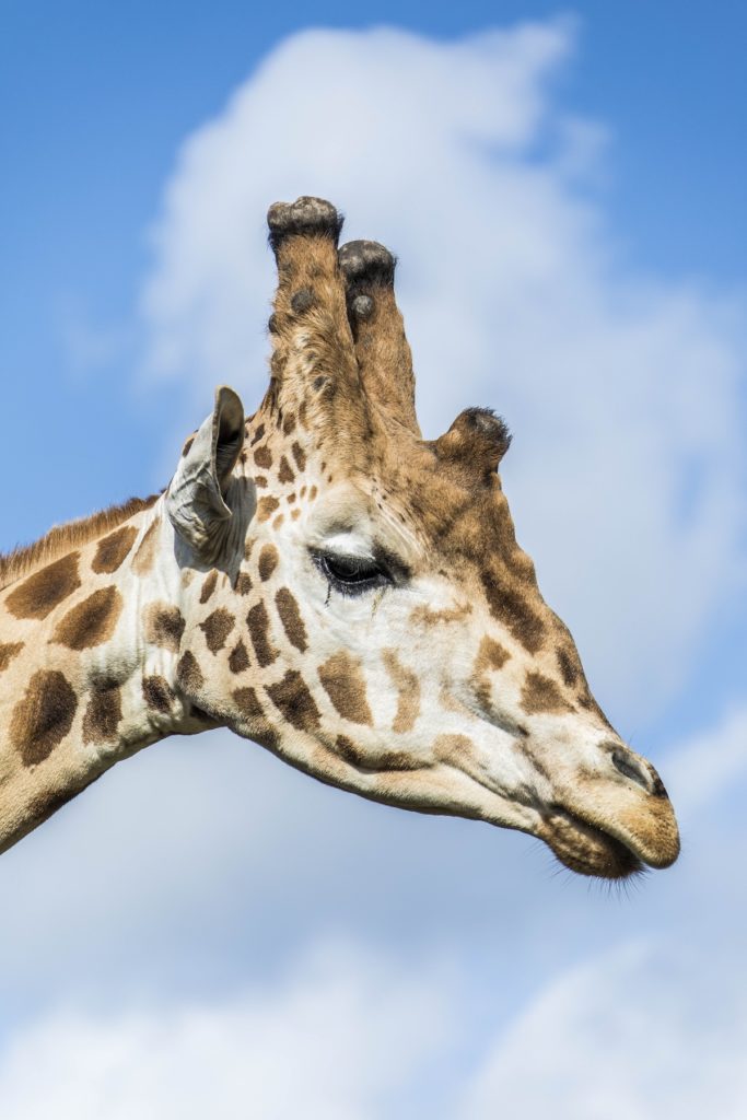 head of a giraffe against the sky