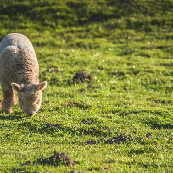 a lamb eating grass
