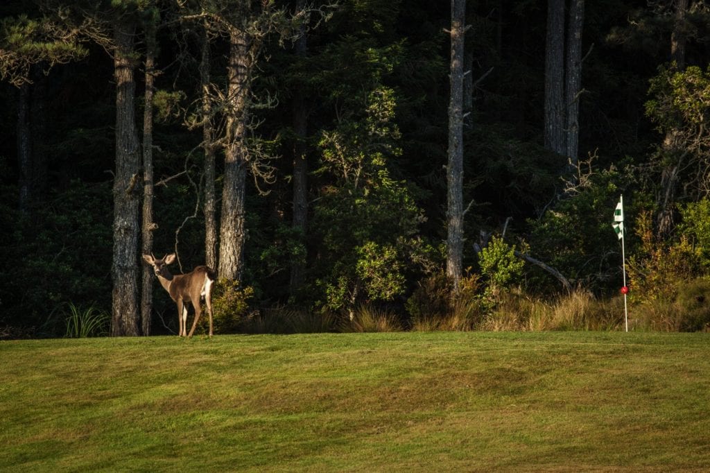 a deer on the edge of the golf course