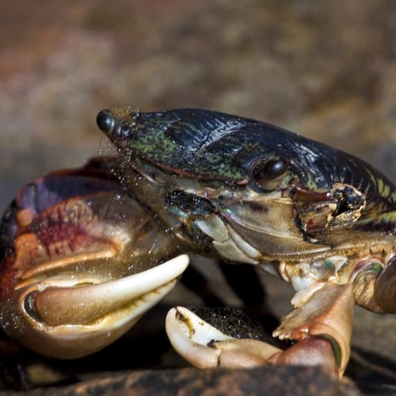 close-up of a crab