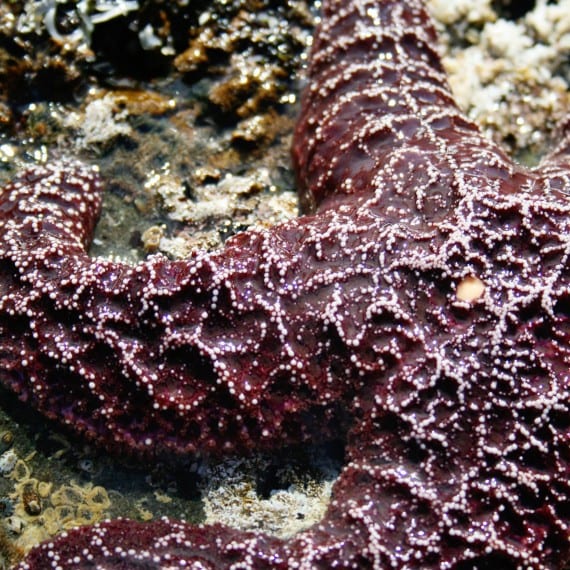 close-up of a dark red starfish
