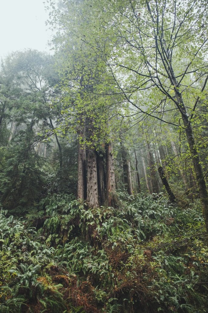 a cluster of redwood trees in the mist
