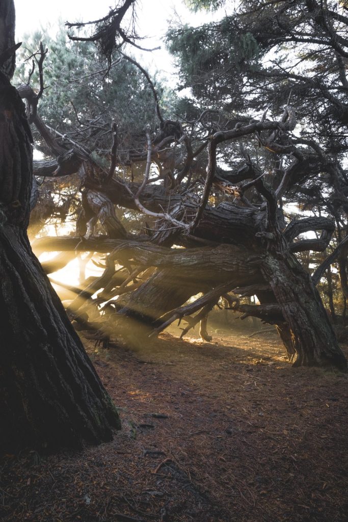 light shining through twisting tree trunks